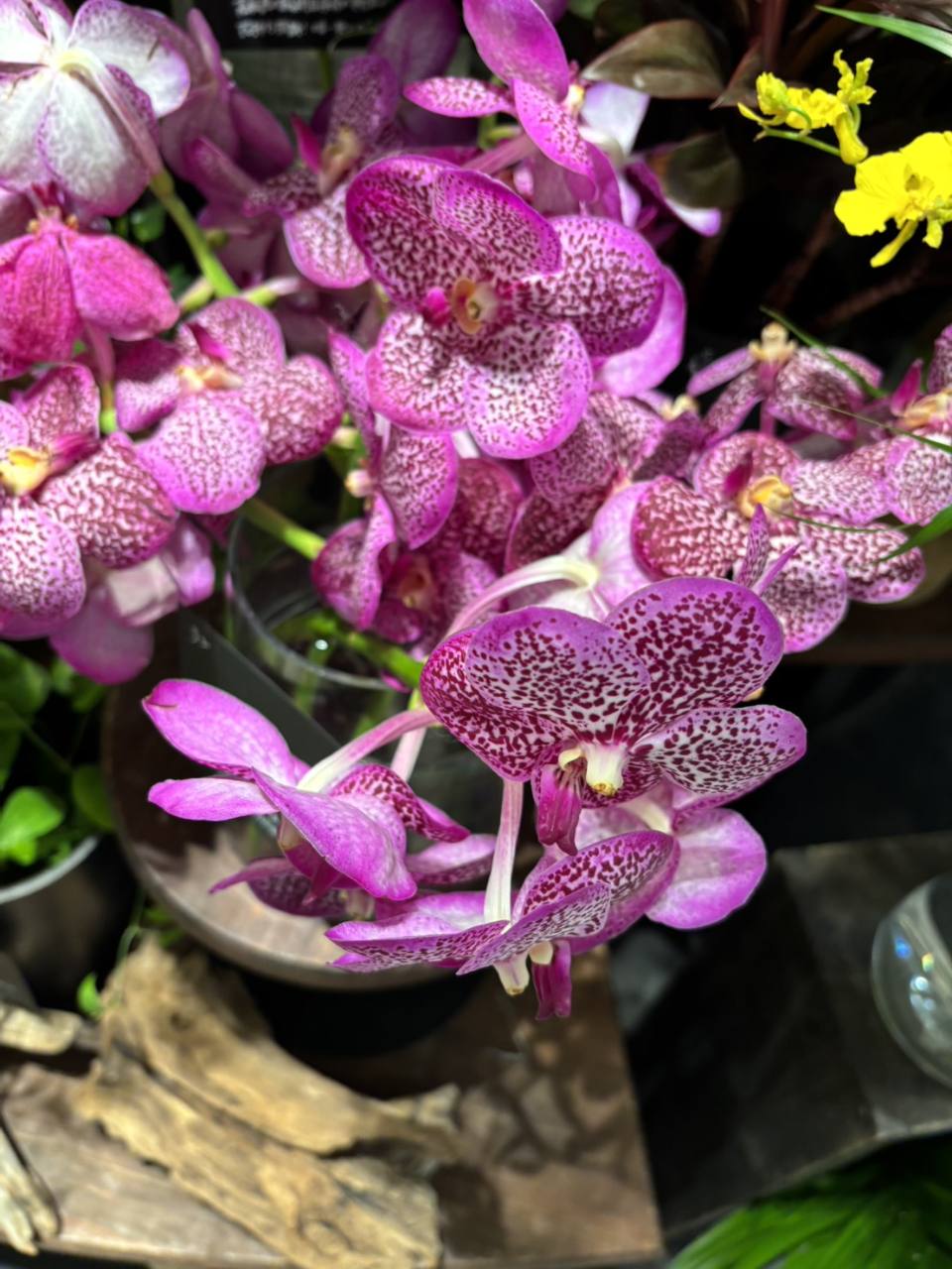 Pink spotted orchids photographed by Himari